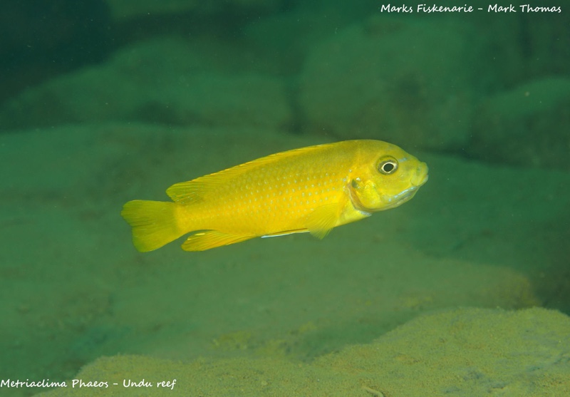 Maylandia phaeos 'Undu Reef'